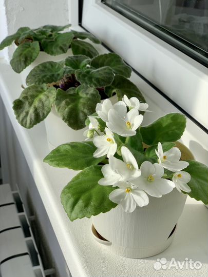 Фиалки белые и фиолетовые