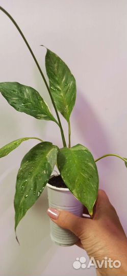 Спатифиллум домино