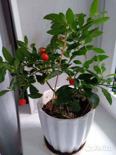 Соланум цветок, отросток (рассада)