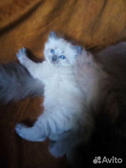 Невская маскарадная