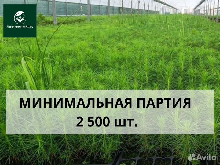 Саженцы ели зкс