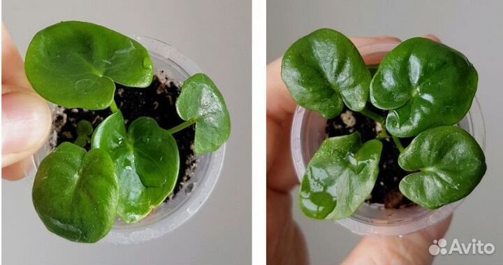 Фикус, филодендрон и др