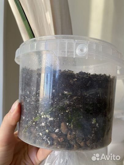 Монстера альба вариегатная