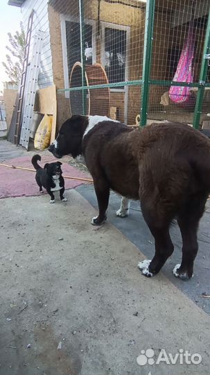 Собака в добрые руки