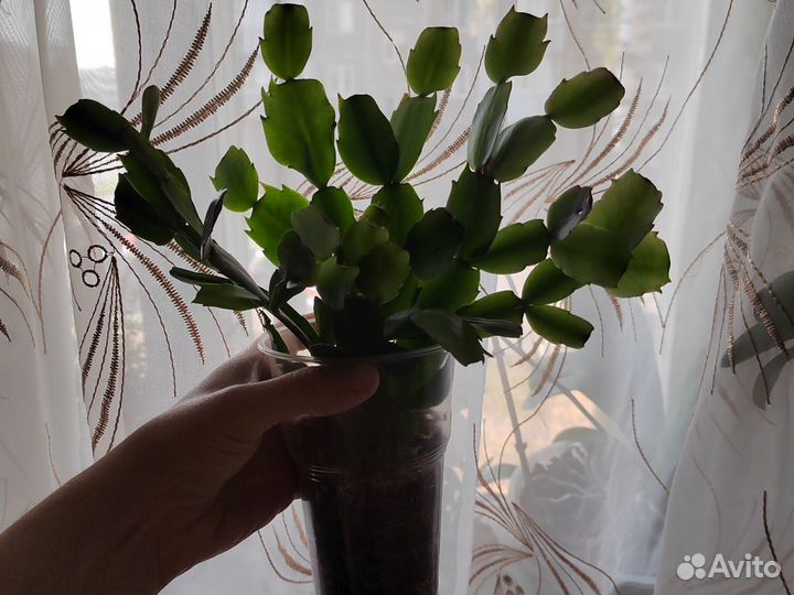 Декабрист шлюмбергера сортовые