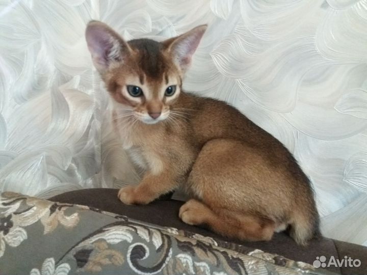 Котята дикого окраса