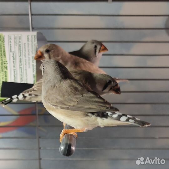 Зебровые амадины