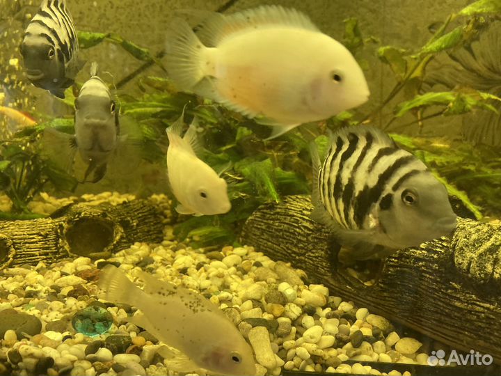 Продам Цихлид