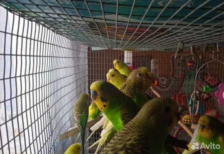 Волнистый попугай / Волнистые попугаи