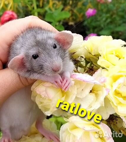 Крысята мальчишки,ручные и крупные от ratlove