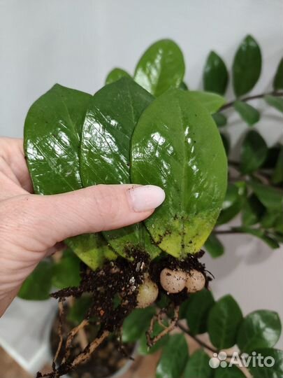 Замиокулькас долларовое дерево