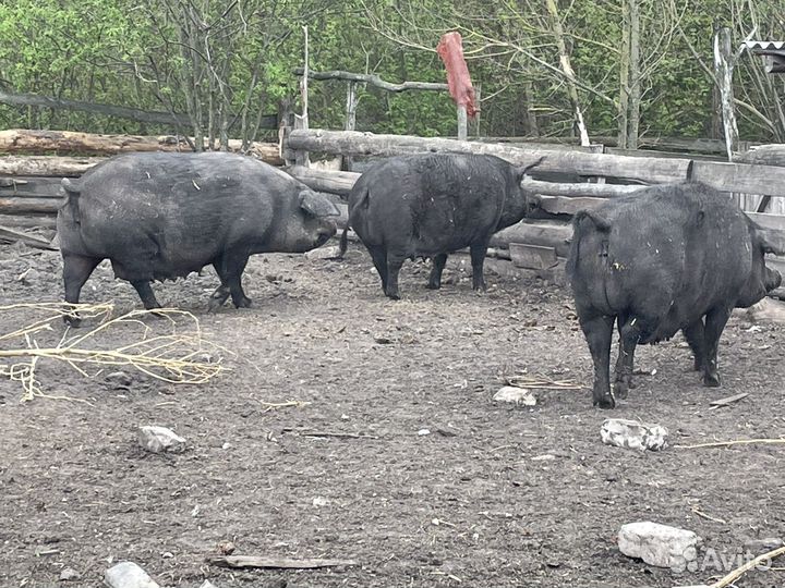 Свиноматок продам