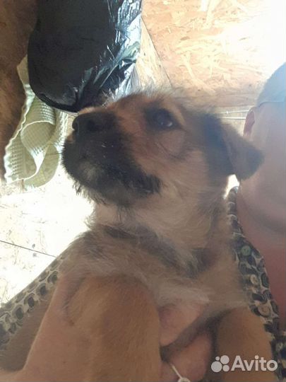 Щенки в добрые руки