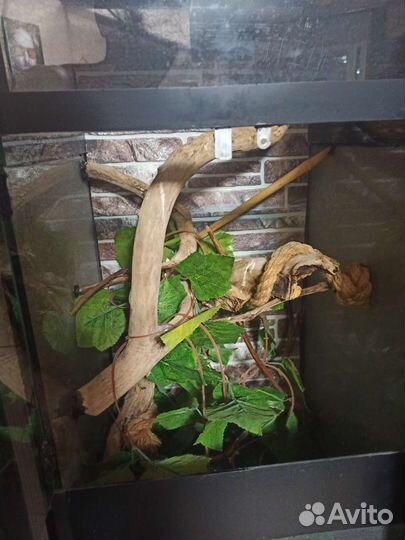 Террариум для рептилий