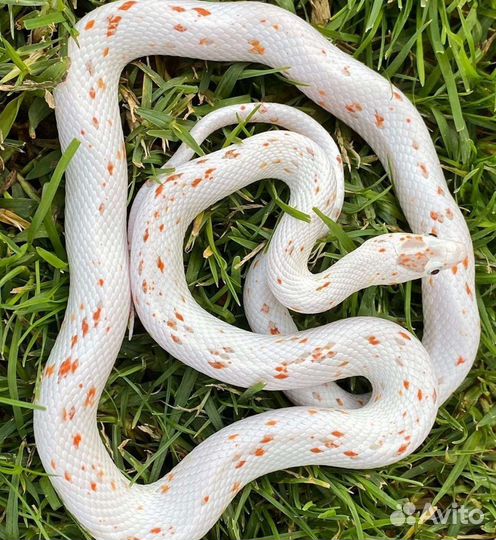 Уникальный Маисовый полоз супер морфа