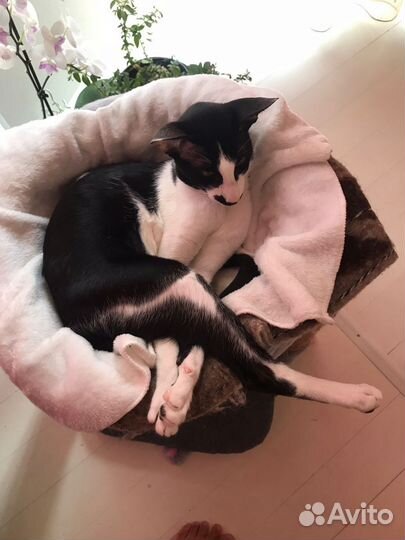 Ориентальная