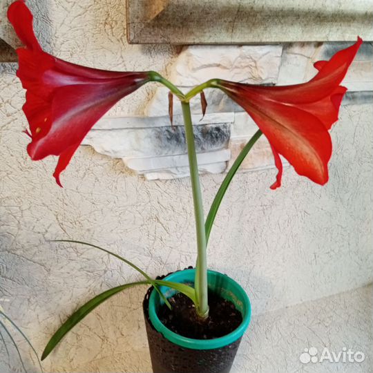 Гиппеаструм амариллис