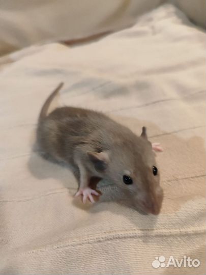 Декоративная крыса дамбо