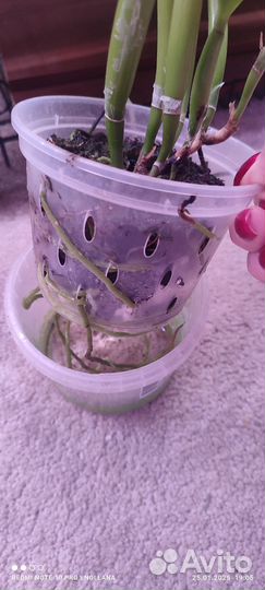 Орхидея каттлея компактная