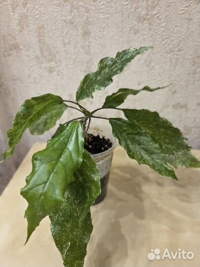 Гибискус Вариегата (Пестролистный)