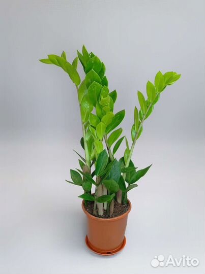 Замиокулькас