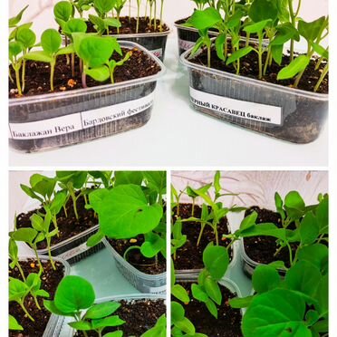 Рассада баклажан