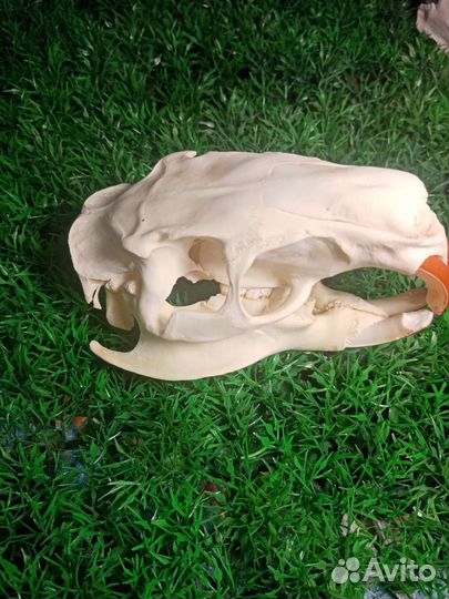 Череп нутрии