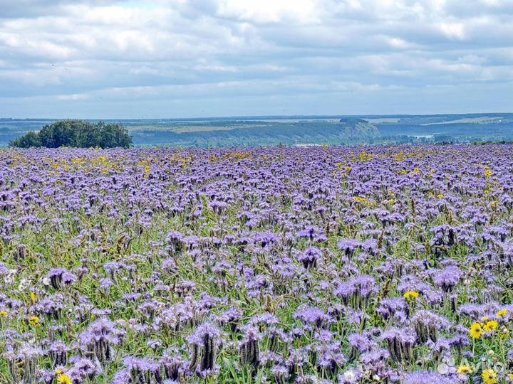 Мед Сибирский Разнотравье