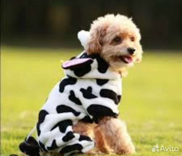 Одежда для собак