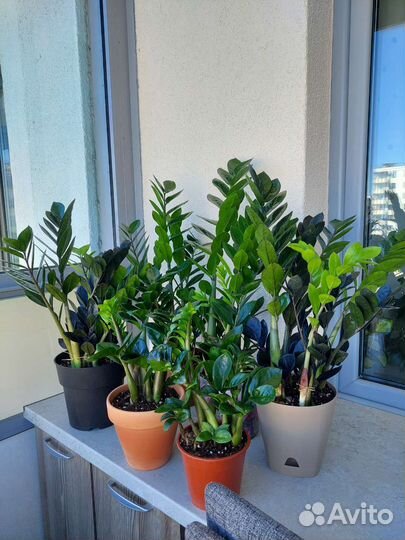 Замиокулькас черный равен, зензи