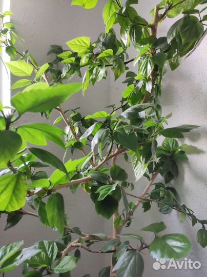 Гибискус китайская роза