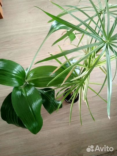 Комнатные цветы