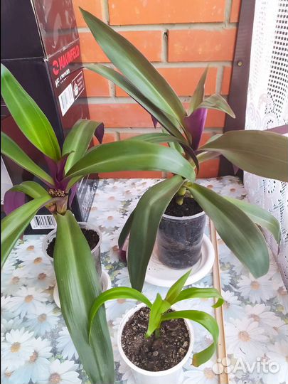 Традесканция Рео