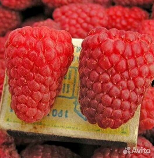 Саженцы малины мираж и гусар