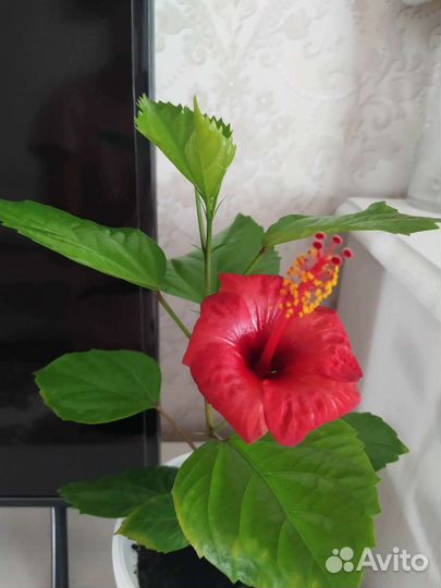 Гибискус китайская роза