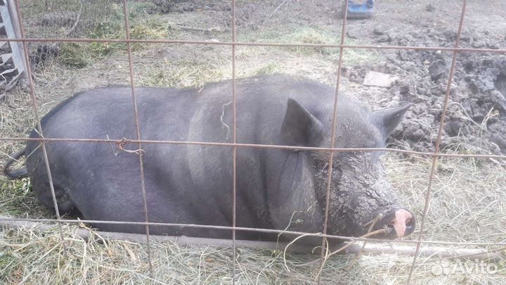 Вьетнамские вислобрюхие поросята, свинки