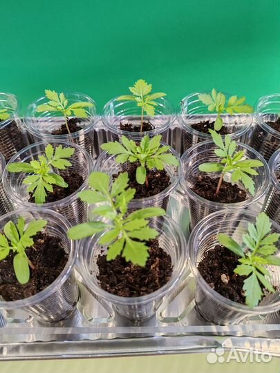 Рассада бархатцев