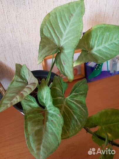 Сингониум конфетти