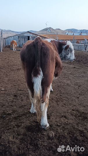 Быки на племя