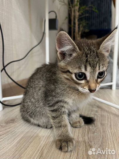 Котенок мальчишка в добрые руки