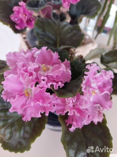 Сортовые фиалки цветущие