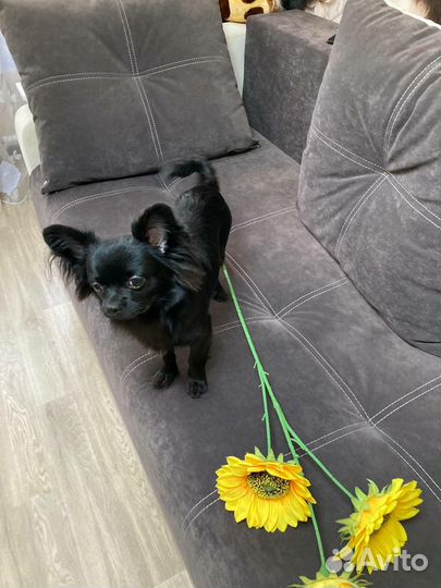 Вязка собак чихуахуа