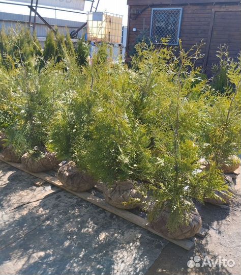 Саженцы Туя конусная Смарагд до 2м Smaragd Сосна