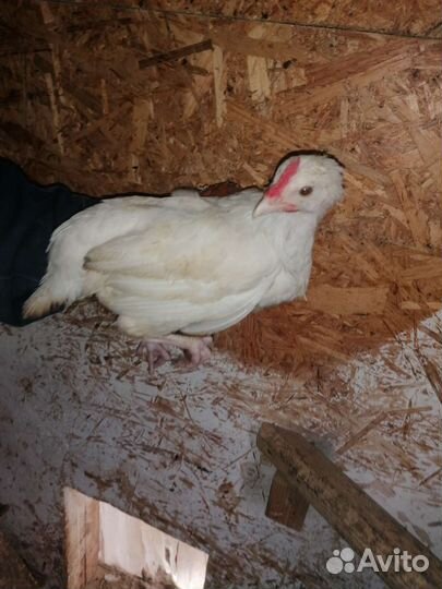Петухи Пушкинские чистопородные 2.5 мес