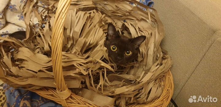 Бурманский кот вязка