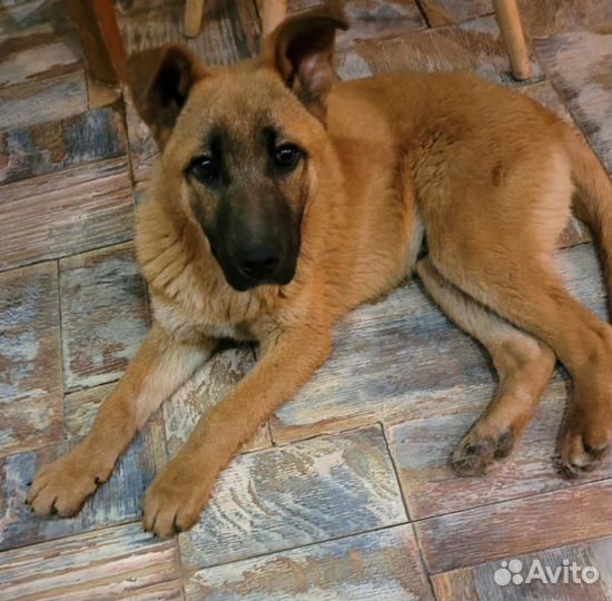 Собаки бесплатно