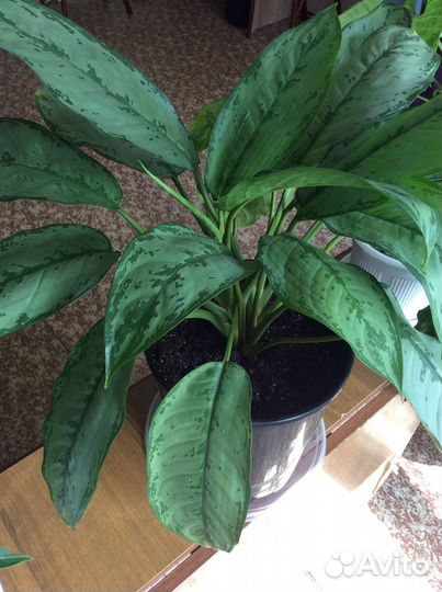 Aglaonema