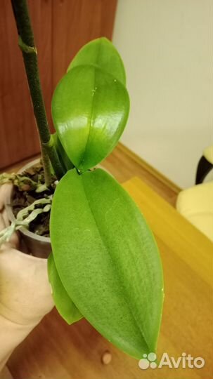 Орхидея Биг Лип