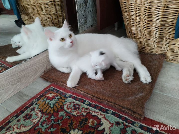 Котята курильский бобтейл