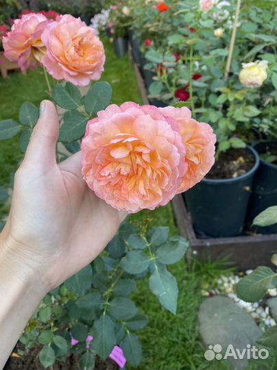 Саженцы роз Андре Тюрка (Andre Turcat)